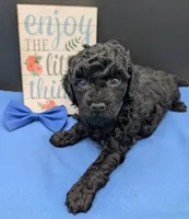 Mufasa 💙, a male Poodle - Miniature  for sale in Meta, MO – 6 of 10