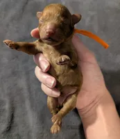 Bamm Bamm 🧡, a male Poodle - Toy  for sale in Meta, MO – 9 of 10