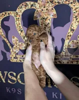 Barney 🤎, a male Poodle - Toy  for sale in Meta, MO – 6 of 10