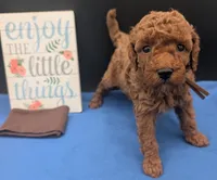 All Spice 🤎, a male Poodle - Toy  for sale in Meta, MO – 5 of 10