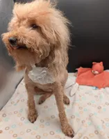 Scarlet Retired AKC Registered , a female Poodle - Miniature  for sale in Meta, MO – 2 of 10