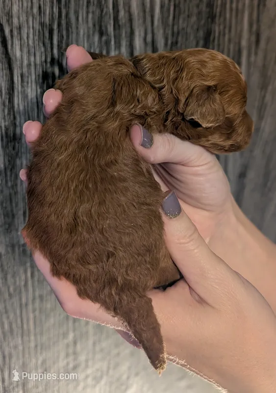 Chestnut 🌰 – Poodle - Toy  puppy for sale in Meta, MO