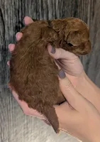 Chestnut 🌰, a male Poodle - Toy  for sale in Meta, MO – 1 of 10
