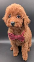 Cinnamon ♥️, a female Poodle - Toy  for sale in Meta, MO – 5 of 10