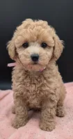 Daphne 💜, a female Poodle - Toy  for sale in Meta, MO – 6 of 10
