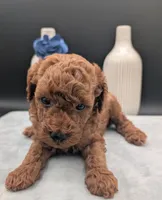 Caleb 🩵, a male Poodle - Miniature  for sale in Meta, MO – 9 of 10