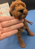All Spice 🤎, a male Poodle - Toy  for sale in Meta, MO – 6 of 10