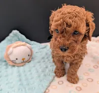 Pompadour 🖤, a male Poodle - Toy  for sale in Meta, MO – 7 of 10
