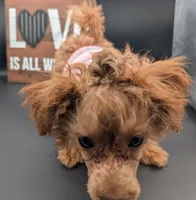 Jessica Simpson Dark 🩷, a female Poodle - Toy  for sale in Meta, MO – Photo 9 of 10