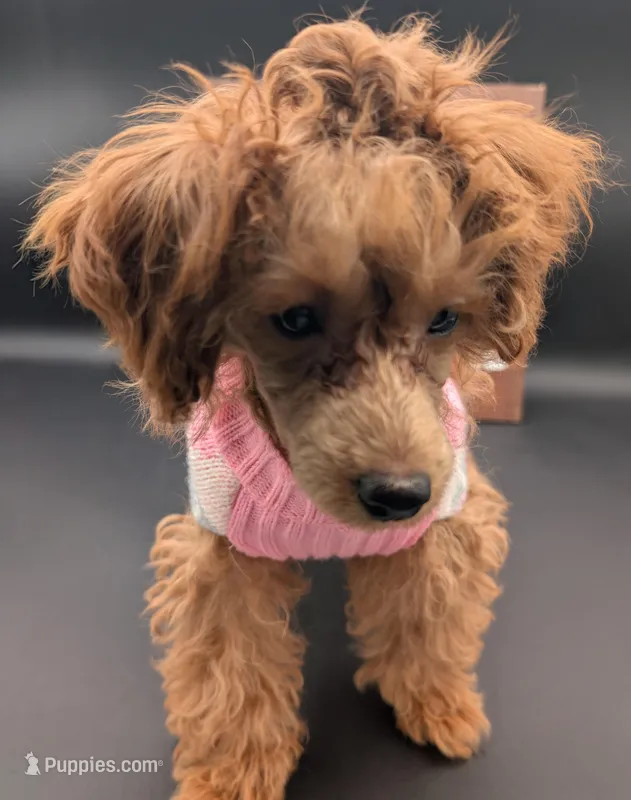 Jessica Simpson Dark 🩷 – Poodle - Toy  puppy for sale in Meta, MO