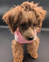 Jessica Simpson Dark 🩷, a female Poodle - Toy  for sale in Meta, MO – Photo 1 of 10