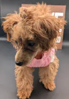 Jessica Simpson Dark 🩷, a female Poodle - Toy  for sale in Meta, MO – Photo 2 of 10