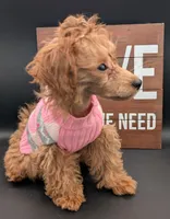 Jessica Simpson Dark 🩷, a female Poodle - Toy  for sale in Meta, MO – Photo 8 of 10