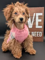 Jessica Simpson Dark 🩷, a female Poodle - Toy  for sale in Meta, MO – Photo 5 of 10