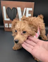 Jessica Simpson Dark 🩷, a female Poodle - Toy  for sale in Meta, MO – Photo 7 of 10