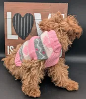 Jessica Simpson Dark 🩷, a female Poodle - Toy  for sale in Meta, MO – Photo 6 of 10