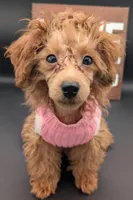 Jessica Simpson Dark 🩷, a female Poodle - Toy  for sale in Meta, MO – Photo 4 of 10