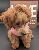 Jessica Simpson Dark 🩷, a female Poodle - Toy  for sale in Meta, MO – Photo 3 of 10