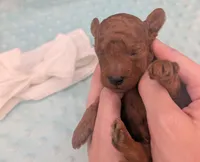 Cal 🤍, a male Poodle - Miniature  for sale in Meta, MO – 6 of 10