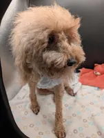 Scarlet Retired AKC Registered , a female Poodle - Miniature  for sale in Meta, MO – 7 of 10