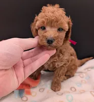 Raspberry 🩷, a female Poodle - Toy  for sale in Meta, MO – 4 of 10
