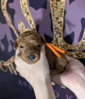 Pumpkin 🧡, a female Poodle - Toy  for sale in Meta, MO – 5 of 10