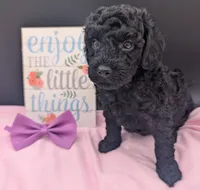 Sarabi 💜, a female Poodle - Miniature  for sale in Meta, MO – 7 of 10