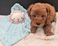 Barney 🤎, a male Poodle - Toy  for sale in Meta, MO – 10 of 10