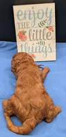 Woody 🤎, a male Poodle - Miniature  for sale in Meta, MO – 7 of 10
