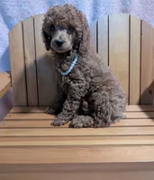 Bo Peep 🩷, a female Poodle - Miniature  for sale in Meta, MO – 2 of 10