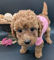 Raspberry 🩷, a female Poodle - Toy  for sale in Meta, MO – 8 of 10