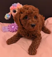 Sophie 💜, a female Poodle - Miniature  for sale in Meta, MO – 7 of 10