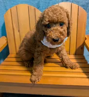 Buzz 🤍, a male Poodle - Miniature  for sale in Meta, MO – 6 of 10