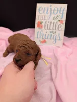 Jessie 💛, a female Poodle - Miniature  for sale in Meta, MO – 6 of 10