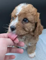 Nathan 🩶, a male Cavapoo for sale in Meta, MO – 7 of 10