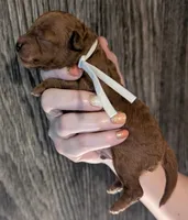 Spike 🤍, a male Poodle - Miniature  for sale in Meta, MO – 2 of 10
