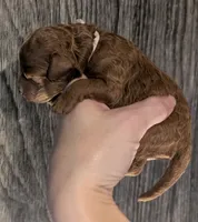 Bo Peep 🩷, a female Poodle - Miniature  for sale in Meta, MO – 2 of 10