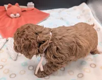 Pixie 🩷, a female Poodle - Toy  for sale in Meta, MO – 8 of 10