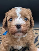 Jaxin 🩵, a male Cavapoo for sale in Meta, MO – 8 of 10
