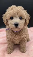 Daphne 💜, a female Poodle - Toy  for sale in Meta, MO – 8 of 10