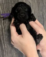 Sarabi 💜, a female Poodle - Miniature  for sale in Meta, MO – 7 of 10