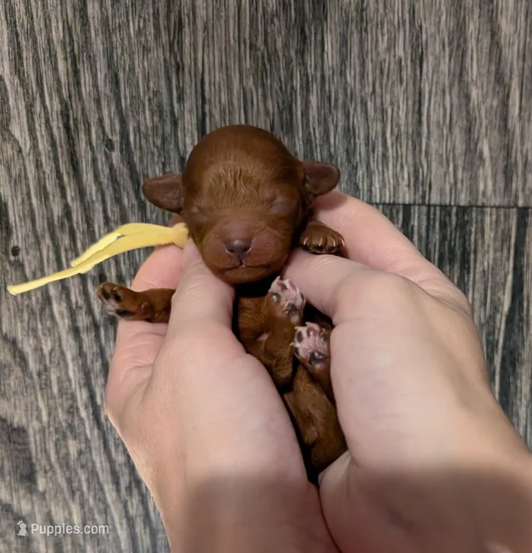 Banana 🍌 – Poodle - Toy  puppy for sale in Meta, MO