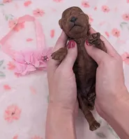 Sophia 🩷, a female Poodle - Miniature  for sale in Meta, MO – 3 of 10