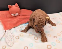 Jessie 💛, a female Poodle - Miniature  for sale in Meta, MO – 9 of 10