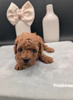 Sophia 🩷, a female Poodle - Miniature  for sale in Meta, MO – 2 of 10