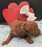 Cal 🤍, a male Poodle - Miniature  for sale in Meta, MO – 9 of 10