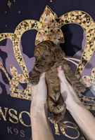 Nala 🩷, a female Poodle - Miniature  for sale in Meta, MO – 4 of 10