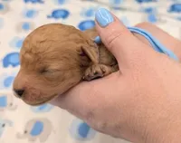 Fred 🩵, a male Poodle - Toy  for sale in Meta, MO – Photo 6 of 10