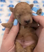 Fred 🩵, a male Poodle - Toy  for sale in Meta, MO – Photo 1 of 10