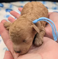 Fred 🩵, a male Poodle - Toy  for sale in Meta, MO – Photo 9 of 10